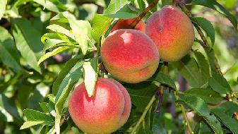 飲食減肥 這些飲食習慣讓你受益終生