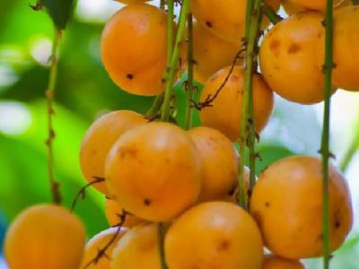 春季養生減肥的首選都有哪些 教你4款美味蔬菜湯的做法