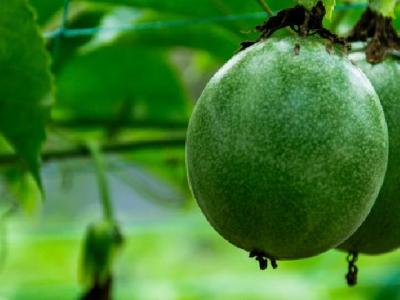 用醋泡腳可減肥嗎？盤點用醋泡腳的好處