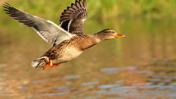 生姜蜂蜜水能減肥嗎？生姜蜂蜜水的減肥功效怎么樣？