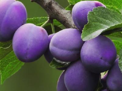 蘋(píng)果醋減肥有用嗎？蘋(píng)果醋適合哪些人群？