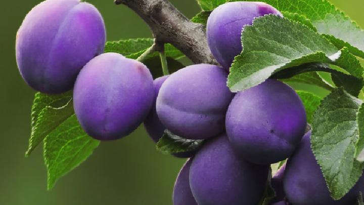 喝黑豆?jié){能減肥嗎？黑豆?jié){能減肥的原因是什么？