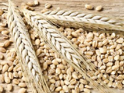 多吃芹菜能減肥嗎？芹菜怎么吃減肥？