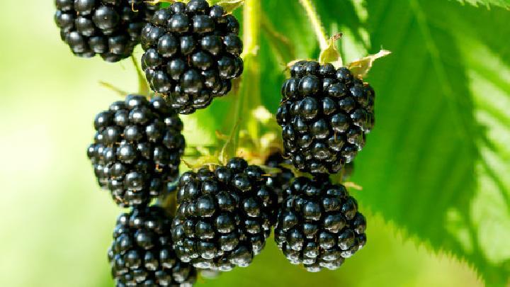 減肥什么方法好？推薦5天快速有效減肥方法