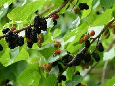 鹽水減肥法要怎么操作？教你兩步完成減肥工作