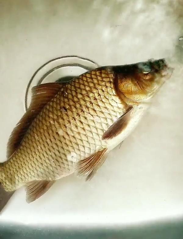 宋宴～釀魚的做法-咸鮮味烤菜譜