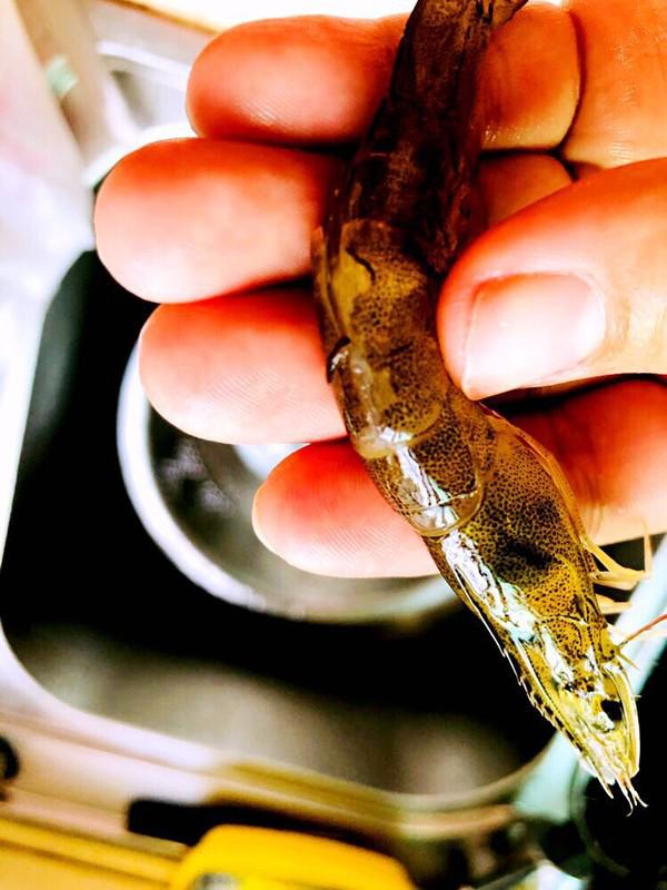 避風塘炒蝦的做法-咸鮮味炒菜譜