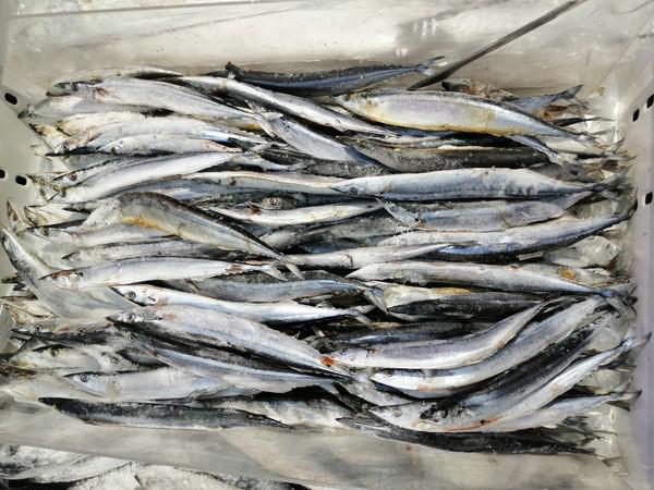 XO醬秋刀魚的做法-咸鮮味燒菜譜