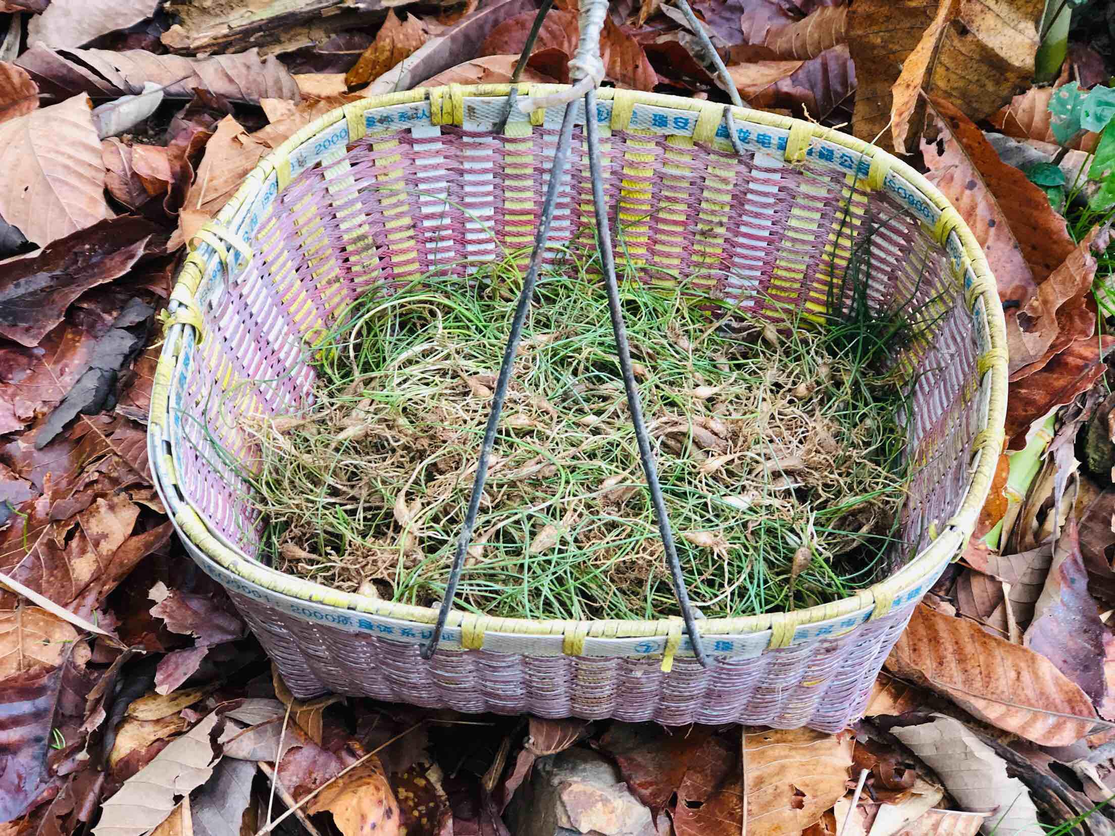 蕎頭炒雞蛋的做法-咸鮮味炒菜譜-易網健康養生網 蕎頭炒雞蛋的做法-咸鮮味炒菜譜
