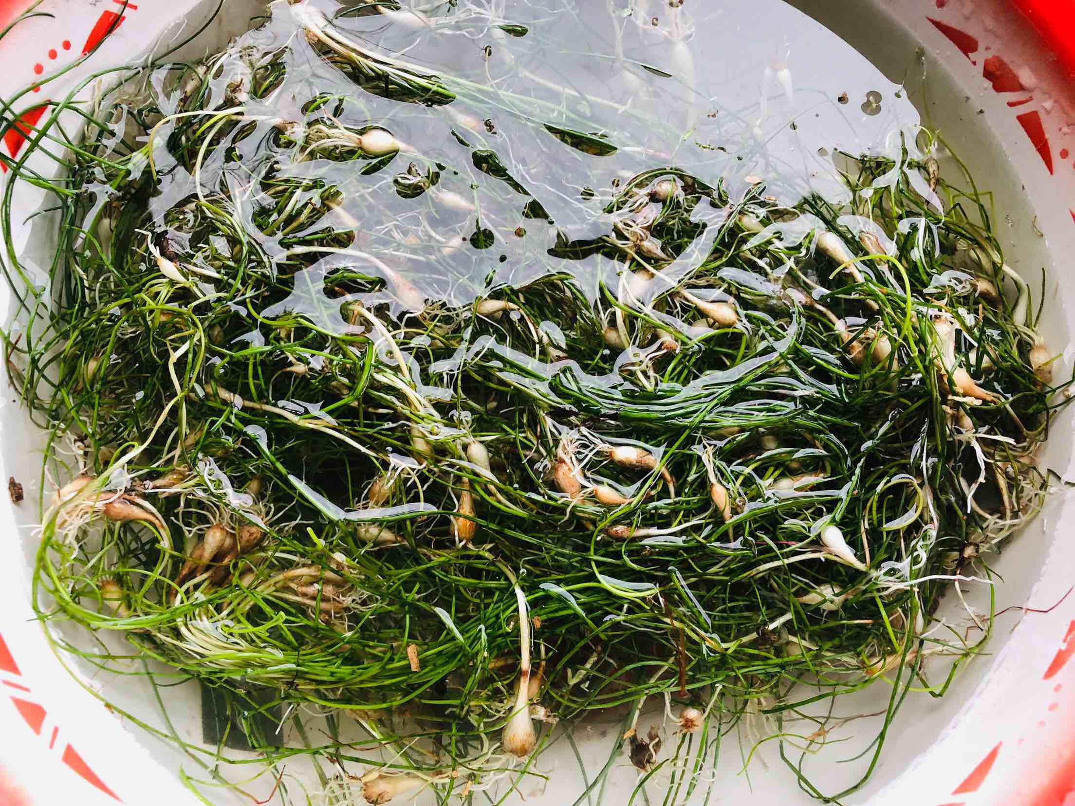 蕎頭炒雞蛋的做法-咸鮮味炒菜譜-易網健康養生網 蕎頭炒雞蛋的做法-咸鮮味炒菜譜