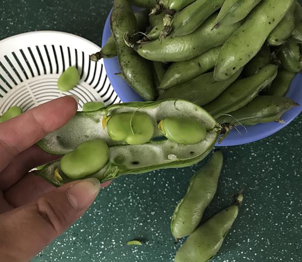 五香蠶豆的做法-五香味煮菜譜