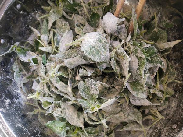 蒸荊芥的做法-家常味蒸菜譜