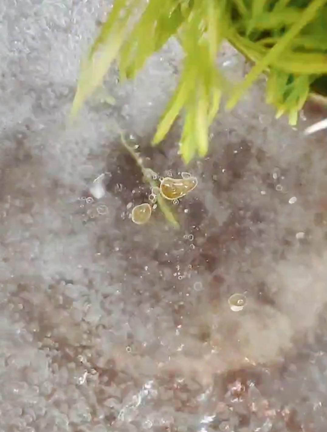 ＃最美不過中秋味＃一青二白的做法-芥末味拌菜譜