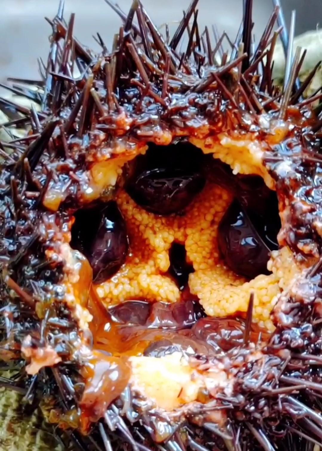 海膽蒸蛋的做法-其它口味蒸菜譜