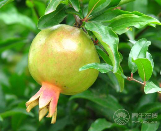 上火吃什么水果,最有效的降火食物在這里 上火吃什么水果,最有效的降火食物在這里