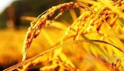 立秋啦！吃啥喝啥做啥才能整個秋冬不生病？