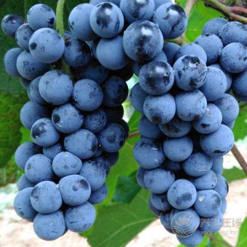 秋季養生法則：常吃葡萄，能收獲3大好處