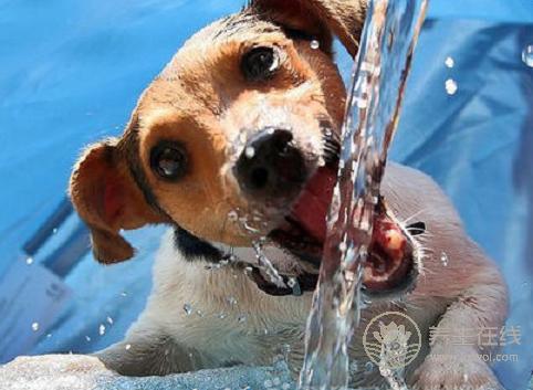 老人在夏季要補這四樣,您都補了嗎? 老人在夏季要補這四樣,您都補了嗎?