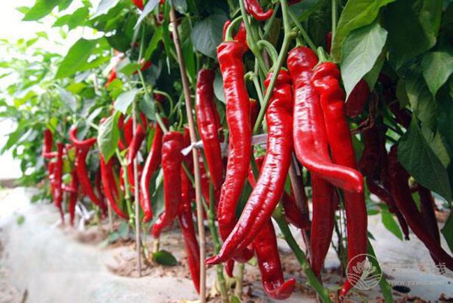 夏天吃辣椒有4種好處，但幾類人不適合吃