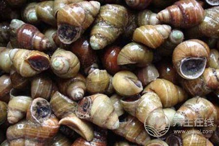 秋季脾胃虛寒的人吃啥好呢?