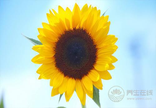 秋季養生怎么做才能更健康