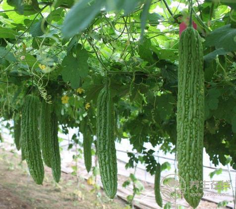 夏季消暑可多喝養(yǎng)生粥