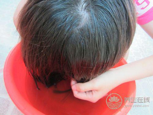 秋季愛(ài)脫發(fā)？用桑葉水洗頭可防治脫發(fā)