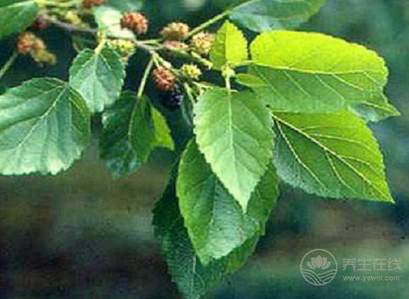 秋季如何養肺,4種水果不可少！