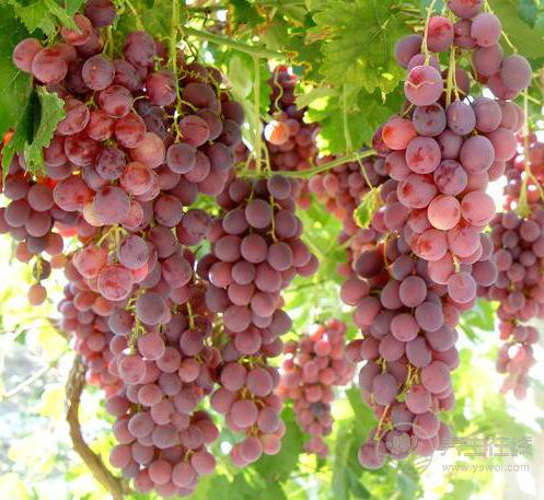 秋季養生法則：常吃葡萄，能收獲3大好處