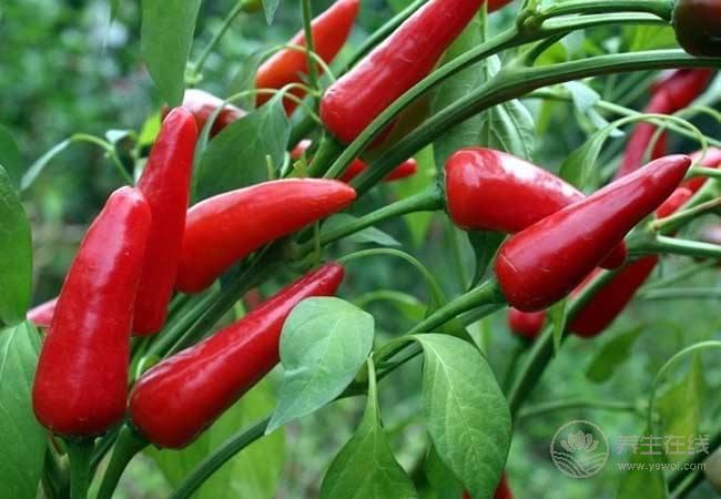夏天吃辣椒有4種好處，但幾類人不適合吃