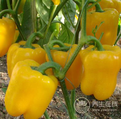 春天的天氣像后媽的心！預防感冒就吃這些食物