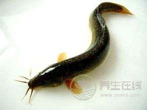 “仲夏，養生良機”之肉補篇