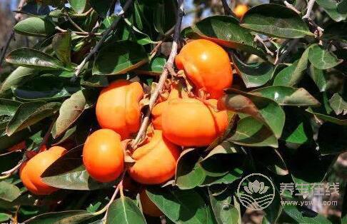 秋天水果豐收，好吃又營養，但千萬不要過量