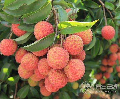 怎么吃荔枝不上火？學會5個方法