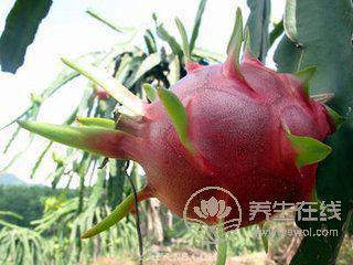 這5種水果，夏天為什么非吃不可？