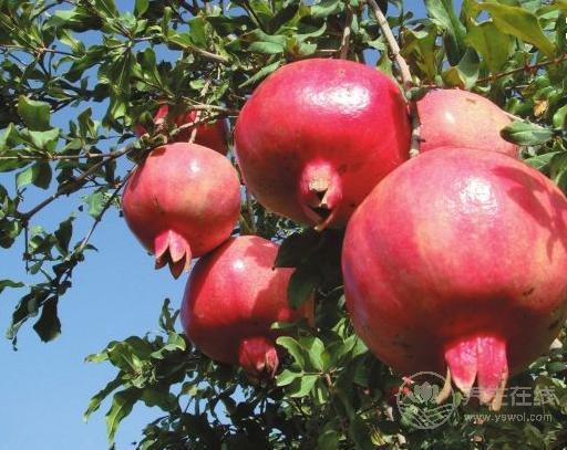 秋季如何養肺,4種水果不可少！