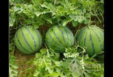 夏季怎么挑選西瓜，吃西瓜的方法你用對了嗎