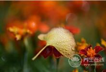 寒露時節(jié)適合老人養(yǎng)生運動的有哪些？