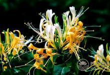 春季泡金銀花 別挑顏色艷的買