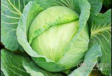 春季養(yǎng)護(hù)血管，這4種蔬菜你該多吃