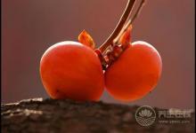 進(jìn)入十月份，常吃這些水果，養(yǎng)人又養(yǎng)生