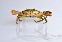 三伏天該怎么吃？對抗炎熱夏季的飲食攻略，我來教你清爽又健康！