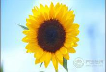 秋燥上火怎么辦？秋燥上火吃什么？