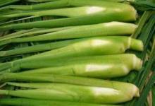 夏季養(yǎng)生 莫忘“水中四寶”！