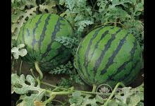 為何夏天愛吃西瓜,都是這8個(gè)原因