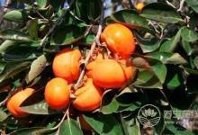 秋天水果豐收，好吃又營養，但千萬不要過量