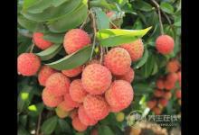 怎么吃荔枝不上火？學(xué)會5個方法