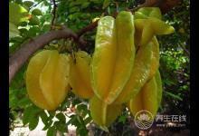 8月份不可錯過的水果，味美營養(yǎng)養(yǎng)生