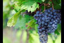 夏季要補氣，為你推薦5種食物