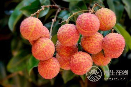 為什么大暑要吃荔枝?